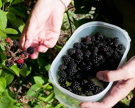 Wanted: Scrumptious Pastries to Utilize a Surplus of House-Made Jam